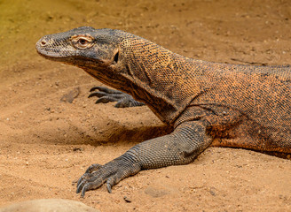portrait of komodo dragon monitor lizard