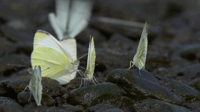 Large white cabbage butterfly (Pieris brassicae) drinking from stone