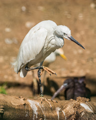 white egret standing on one leg on log other one in air