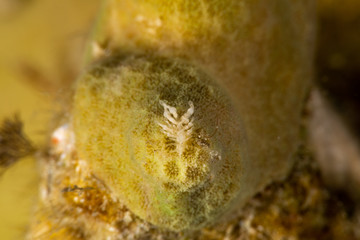 The most beautiful underwater snails of the Indian and Pacific Ocean