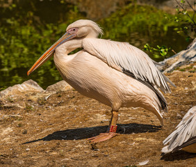 pink pelican standing on the ground