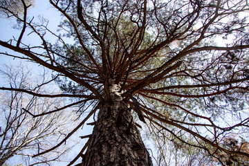 Old pine, bottom view on branches and sky.