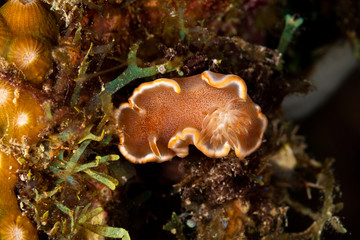 The most beautiful underwater snails of the Indian and Pacific Ocean