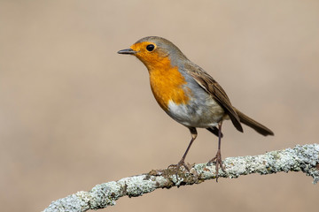 European robin, (Erithacus rubecula), side view on a branch with a blurred background