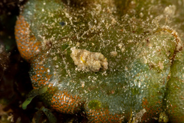 The most beautiful underwater snails of the Indian and Pacific Ocean