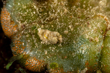 The most beautiful underwater snails of the Indian and Pacific Ocean