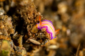 The most beautiful underwater snails of the Indian and Pacific Ocean