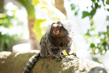 コモンマーモセット