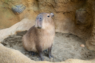 カピバラ