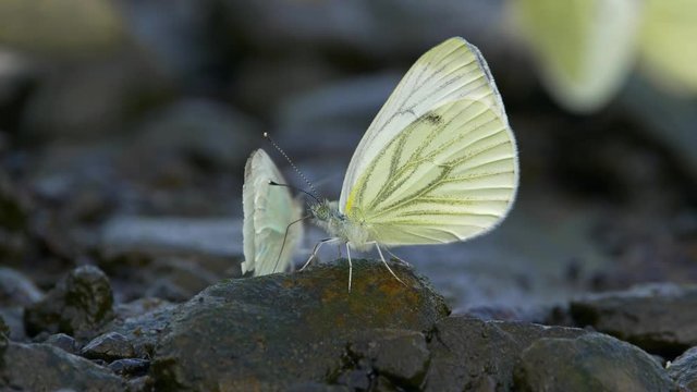 Large white cabbage butterfly drinking from stone
