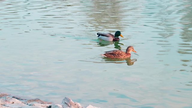 Slow motion two female mallard ducks and one male mallard duck swimming in a pond