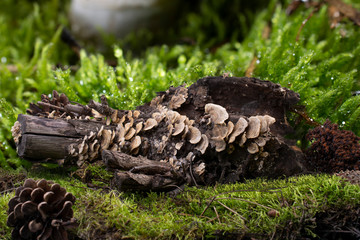 Fototapeta na wymiar snag on forest moss overgrown with mushrooms
