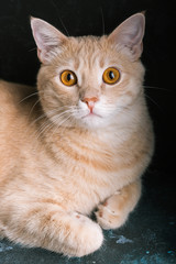 Fototapeta premium Red cat on a black background, portrait of a pet, close-up