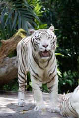 ホワイトタイガー
