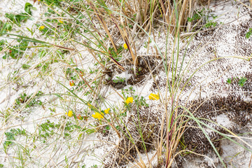 Wild flowers amongst the Sand dunes Maghera Beach County Donegal Ireland