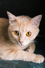Red cat on a black background, portrait of a pet, close-up