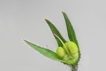 Borretsch (Borago officinalis)