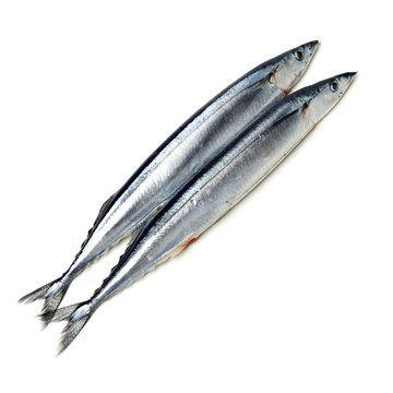 Pacific saury on white background