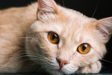 Sad ginger cat, closeup animal portrait
