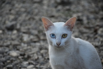 Fototapeta premium Khao manee or white cat with two beautiful yellow and blue eyes