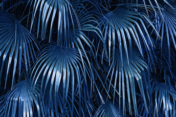 Fototapety  Big leaves of the tropic plant, blue color toned photo.