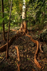 Beautiful tropical primeval rainforest flowers, trees and plants in Barbados in the Caribbean Sea