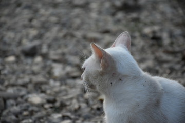 A white cat with two beautiful yellow and blue eyes
