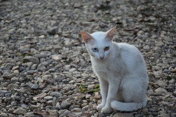 A white cat with two beautiful yellow and blue eyes