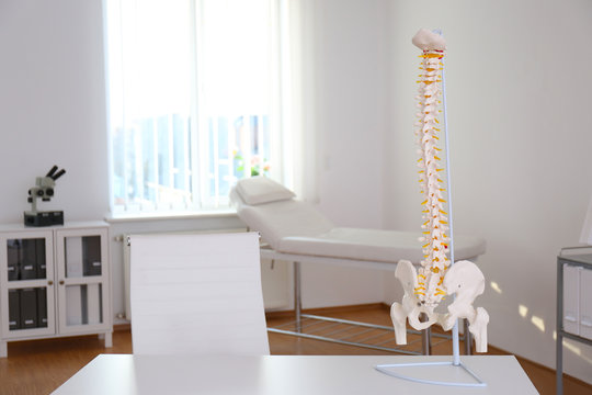 Human spine model on table in orthopedist's office