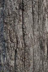 Naklejka premium Szczegółowe zdjęcia kory w naturze