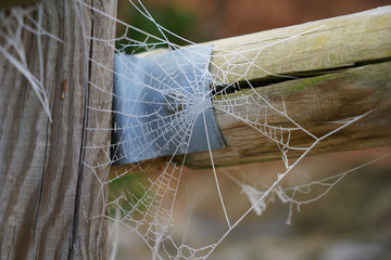 detail of a spider web with ice next to a fence in the field