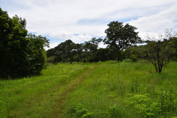 African savanna national park scenery