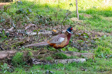 A male Pheasant foraging in woodland in winter