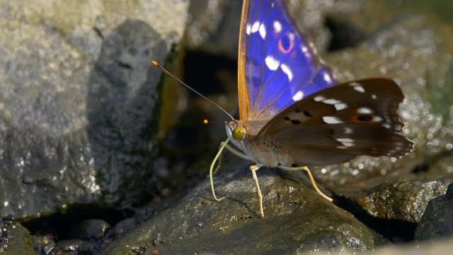 Lesser purple emperor butterfly (Apatura ilia) drinking water from stone