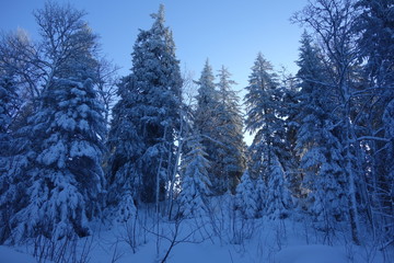 Ski touring, snowboarding and splitboarding in a Beautiful snowy winter mountain landscape in the Swiss alps