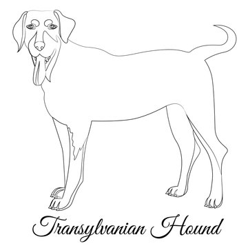 Transylvanian Hound Cartoon Dog Outline