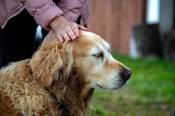 Girl hand on the head of old cute Labrador retriever dog pet