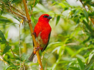 red bird on a branch