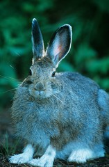 Hare sitting outdoors