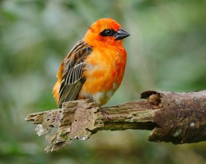 Red Fody bird perching in natural environment