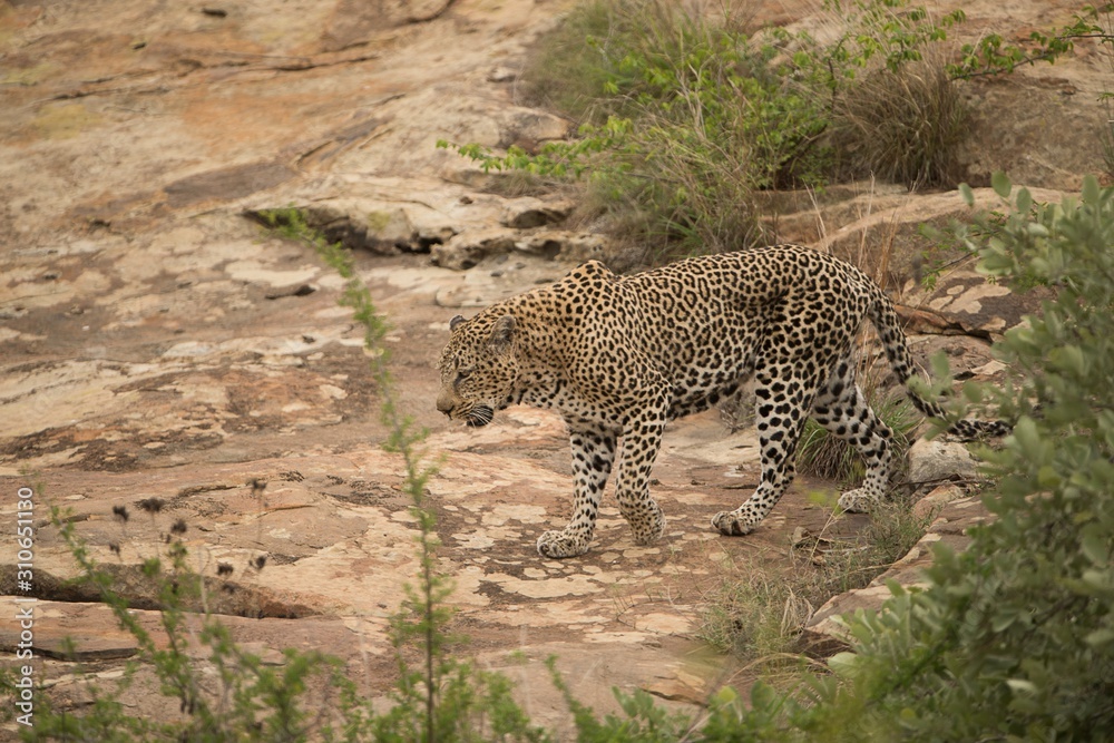 Canvas Prints Selective focus shot of an African leopard walking around