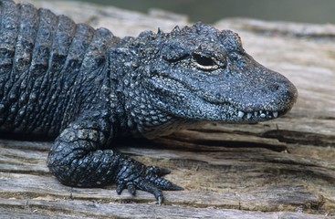 Alligator close-up