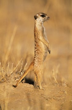 Alert Mearcat in desert