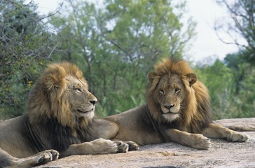 Fototapeta na wymiar Two male Lions lying on rock