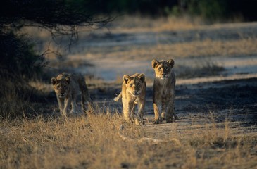 Three Lions hunting on savannah