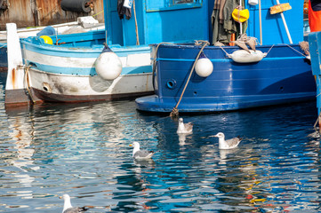 Fototapeta na wymiar flock of seagulls looking for food near the fishing boats.