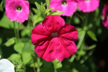 Front view of beautiful red flower and three pink buds behind it
