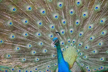 Obraz premium peacock with feathers out