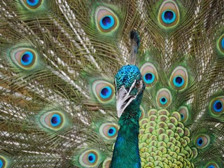 Obraz premium paw z piórami