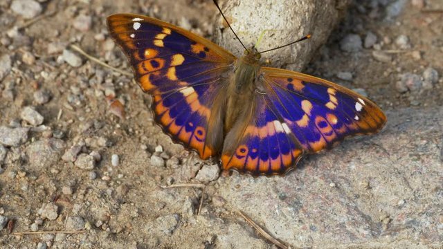 Lesser purple emperor butterfly (Apatura ilia) feeding on feces